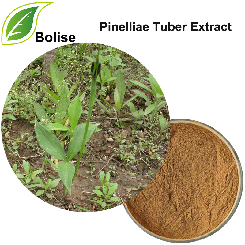Pinelliae Tuber Extract (rhizoma pinelliae निकासी)