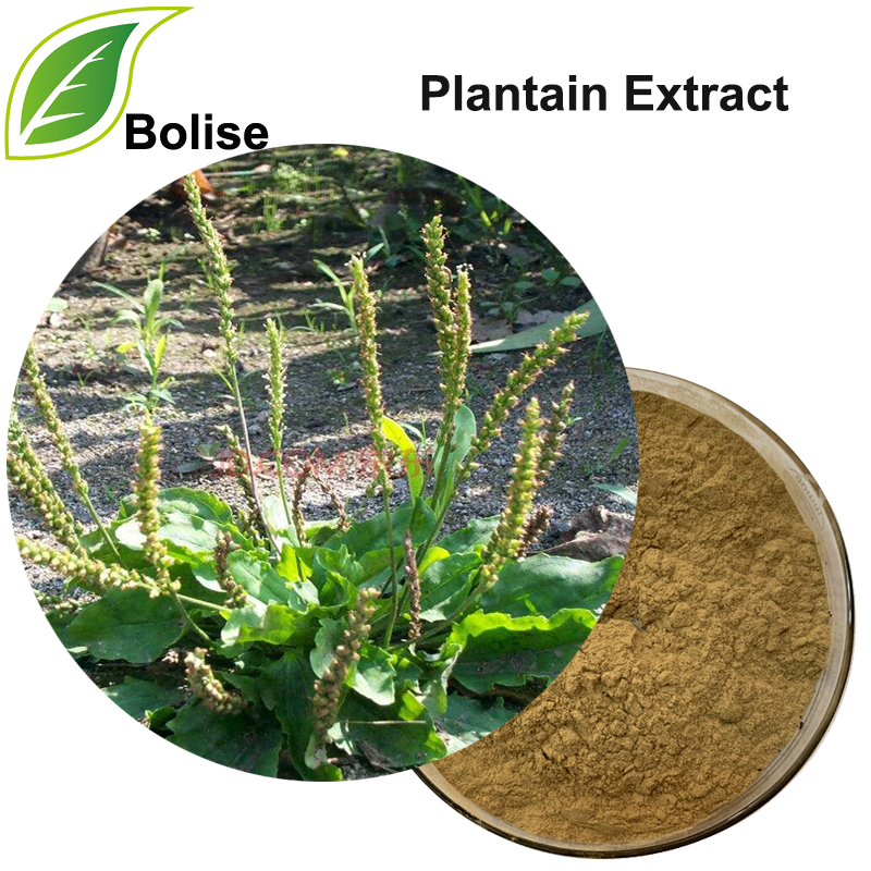 Plantain Extract