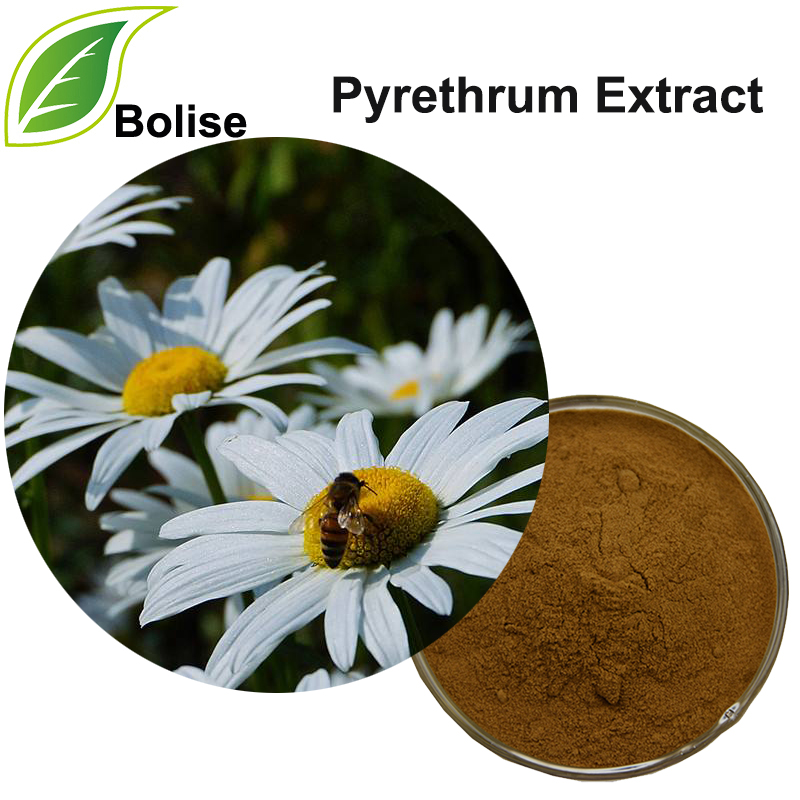 Detholiad Pyrethrum