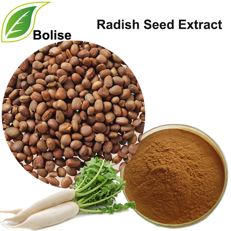 Extrakt ze semen ředkvičky (extrakt ze semene raphani)