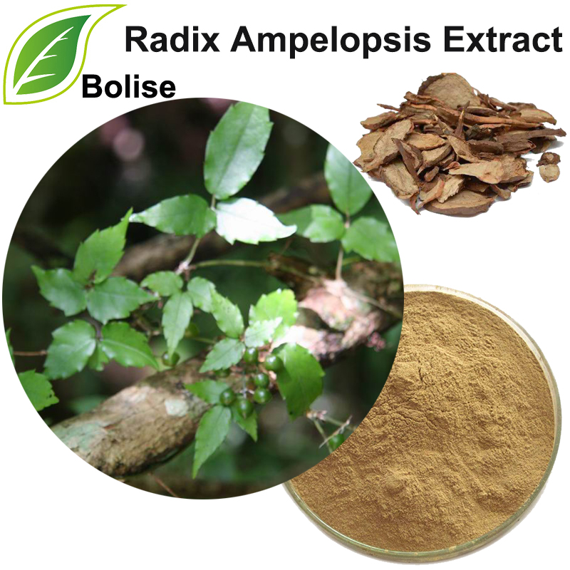 Chiết xuất rễ cây Ampelopsis Nhật Bản (Radix Ampelopsis Extract)