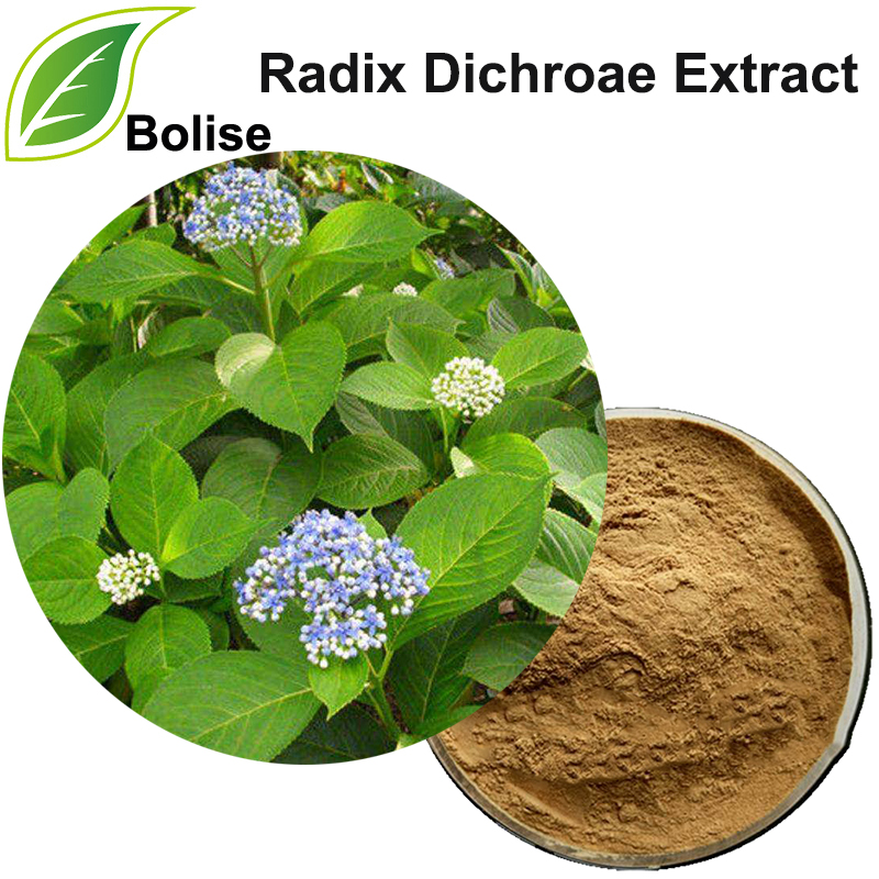 解熱藥薺菜根提取物（Radix Dichroae Extract）