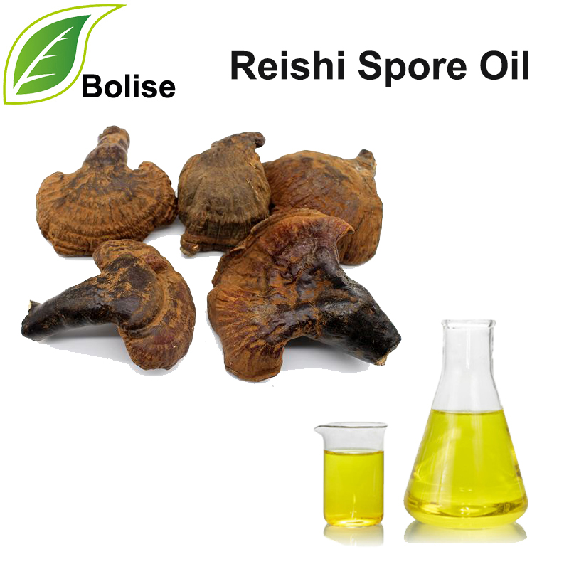 Minyak Spora Reishi