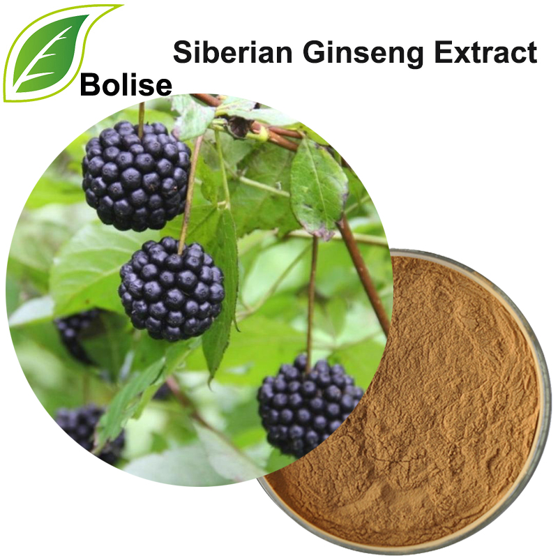 Ekstrak Ginseng Siberia (Ekstrak Eleuthero)