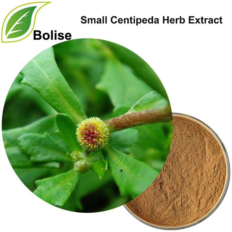 Klein Centipeda-kruidenextract (Herba Centipedae-extract)