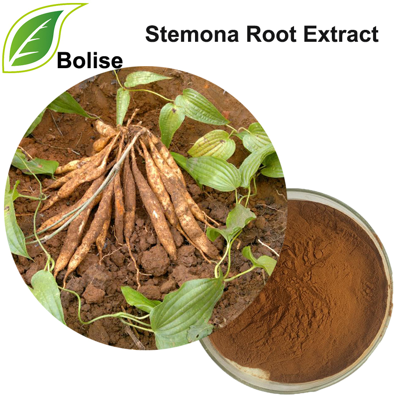 Extracto de raíz de Stemona (Extracto de Radix Stemonae)