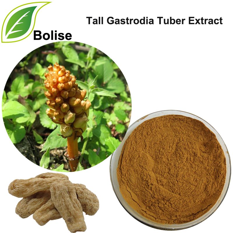 Detholiad Cloron Tal Gastrodia Tal (Detholiad Rhizoma Gastrodiae)