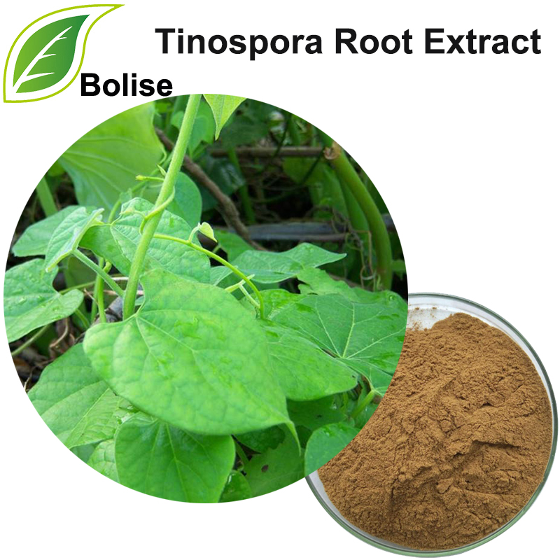 Kořenový extrakt Tinospora
