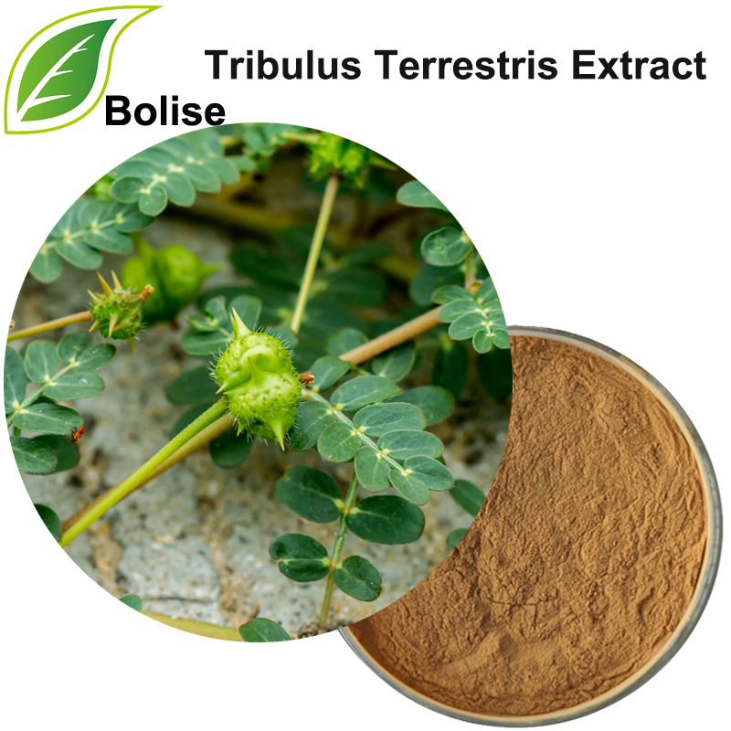 Tribulus Terrestris Fruit Extract (Puncturevine Extract)
