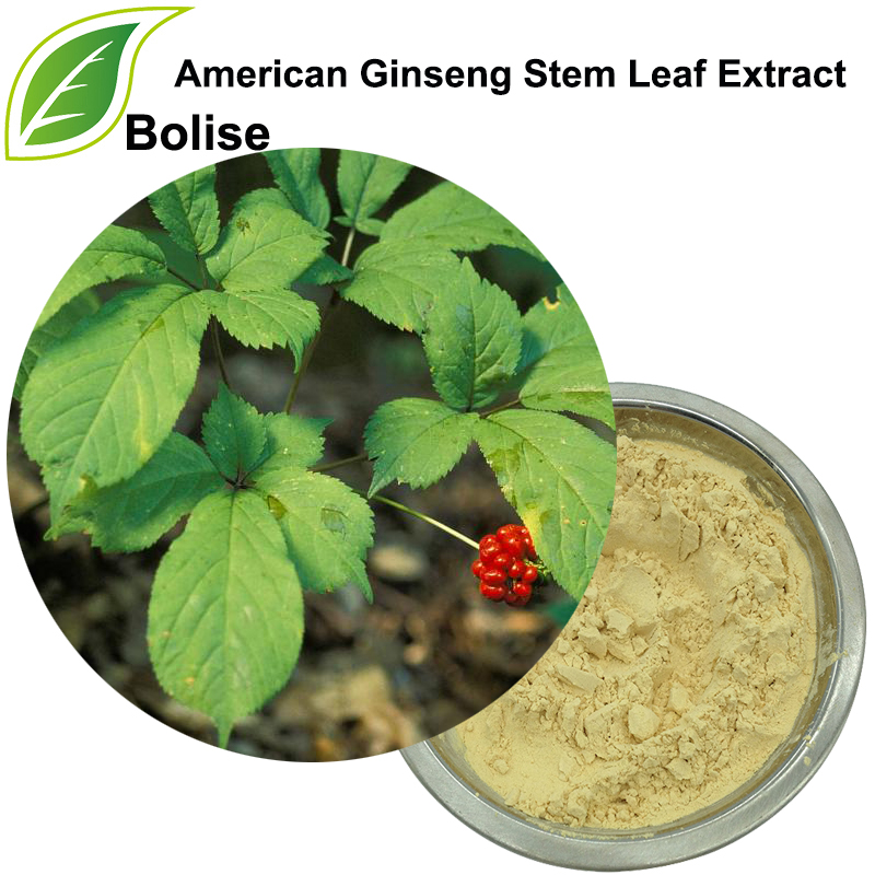 Extracto de hoja de tallo de ginseng americano (80%)