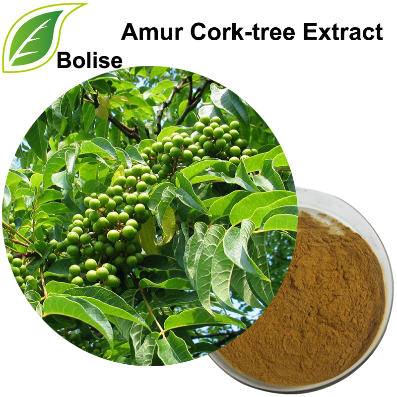 Amur mantar ağacı ekstraktı (Cortex Phellodendri ekstraktı)