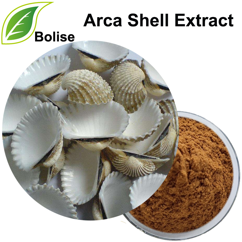 Arca Shell çıxarış (Concha Arcae çıxarış)