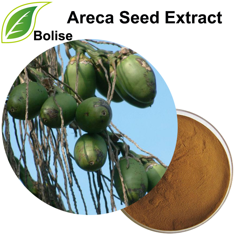 Areca-siemenuute (Semen Arecae -uute)