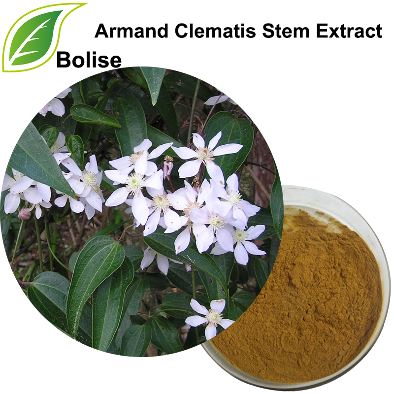 アーマンディークレマチス茎エキス（Caulis Clematidis Armandii Extract）