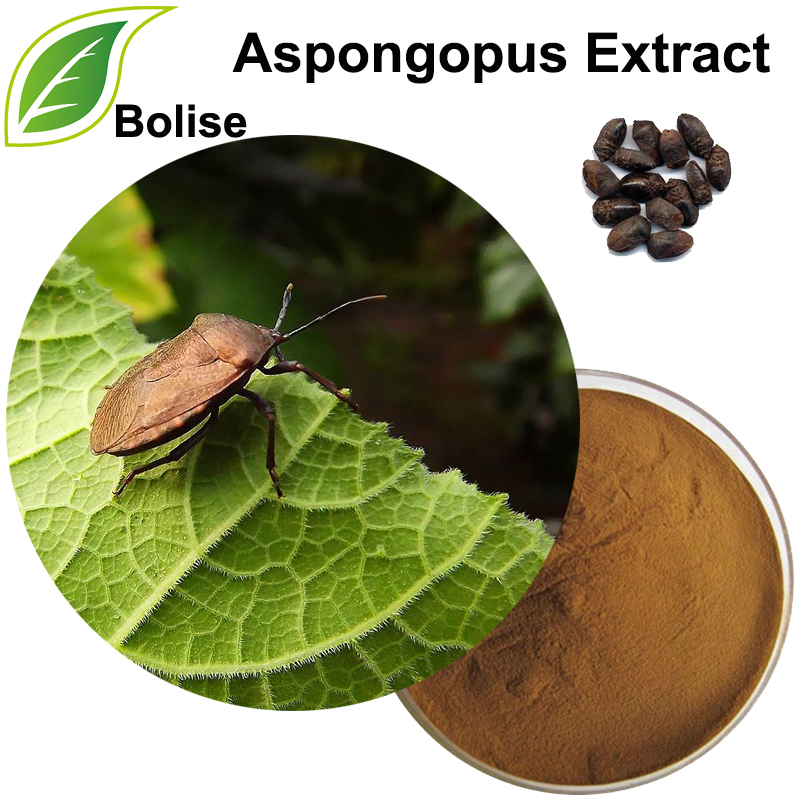 Ekstrak Bug Jiuxiang (Ekstrak Aspongopus)