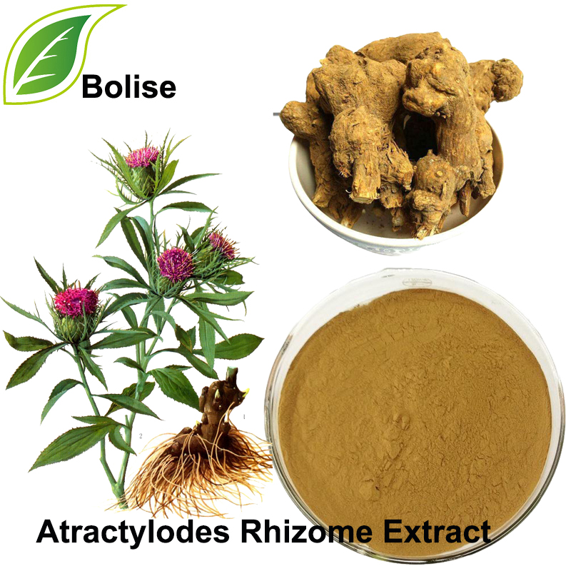 Chiết xuất thân rễ Atractylodes (Chiết xuất Rhizoma Atractylodis)