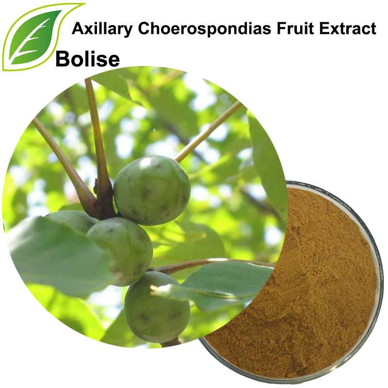Axillary Choerospondias Frukt extrakt
