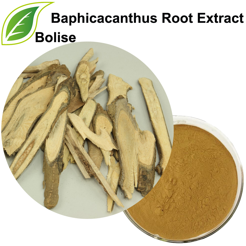 Extracto de raíz de Baphicacanthus