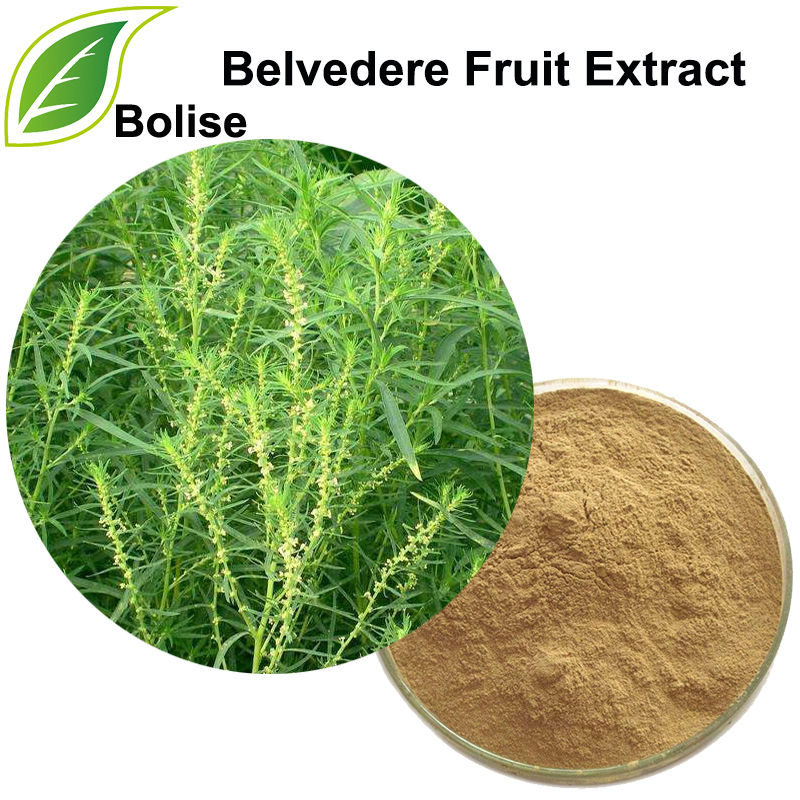 Belvedere fruktekstrakt (Fructus Kochiae ekstrakt)