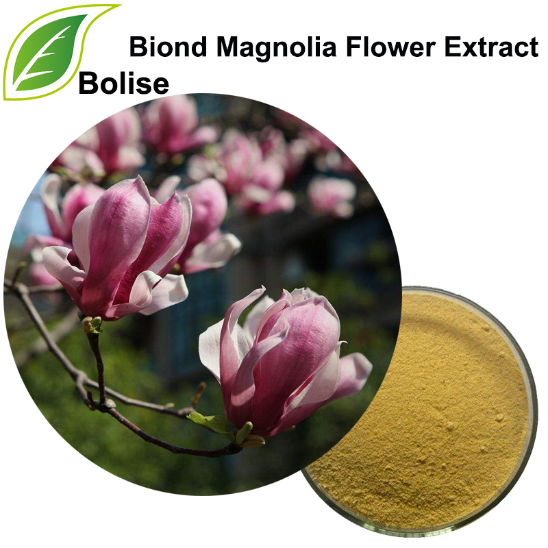 Extracto de flor de magnolia Biond (extracto de Flos Magnoliae)