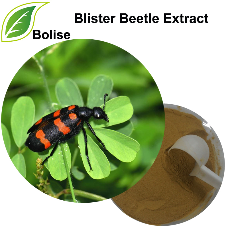 Blister Beetle Extract(Mylabris Extract)