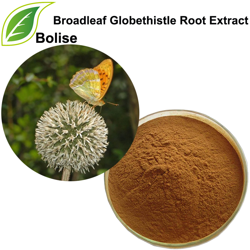 Broadleaf Globethistle Root Extract（Radix Echinopsis Extract）