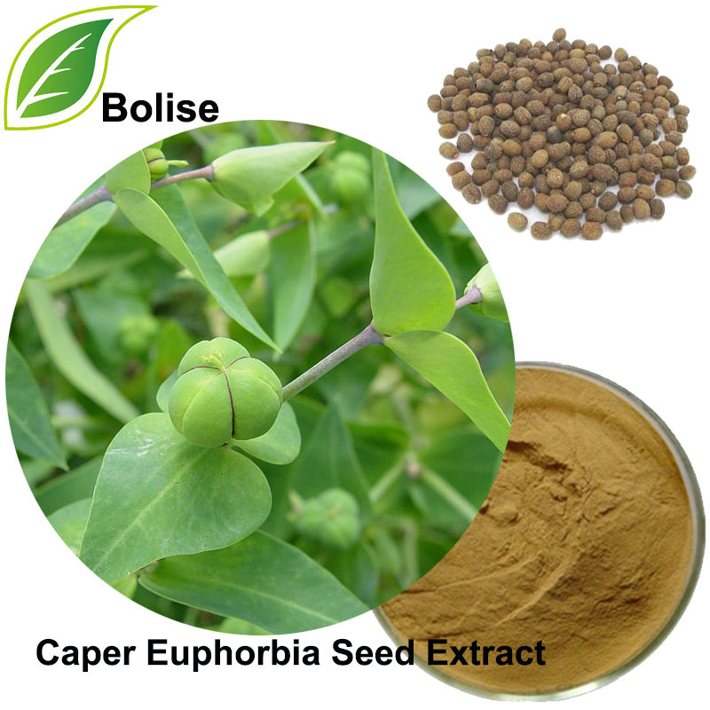 Výťažok zo semien kapary Euphorbia