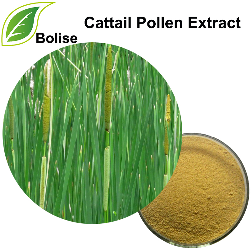 Estratt tal-Pollen Cattail (Estratt tal-Pollen Typhae)