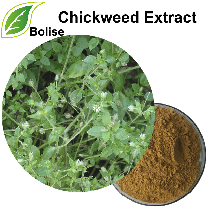 Extrato de Chickweed