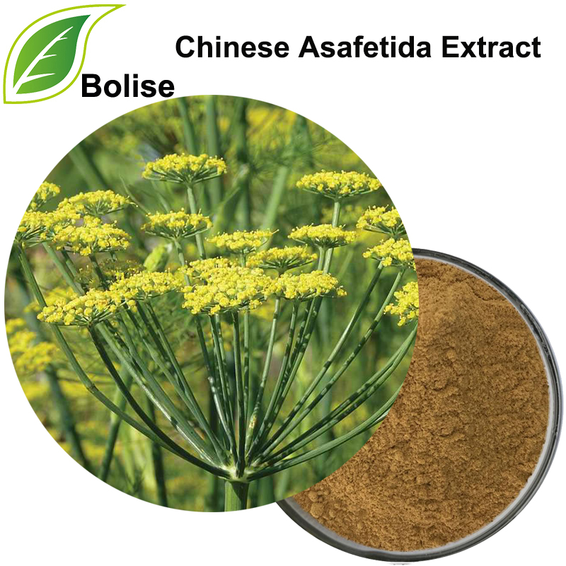 Chinese Asafetida Extract(Resina Ferulae Extract)