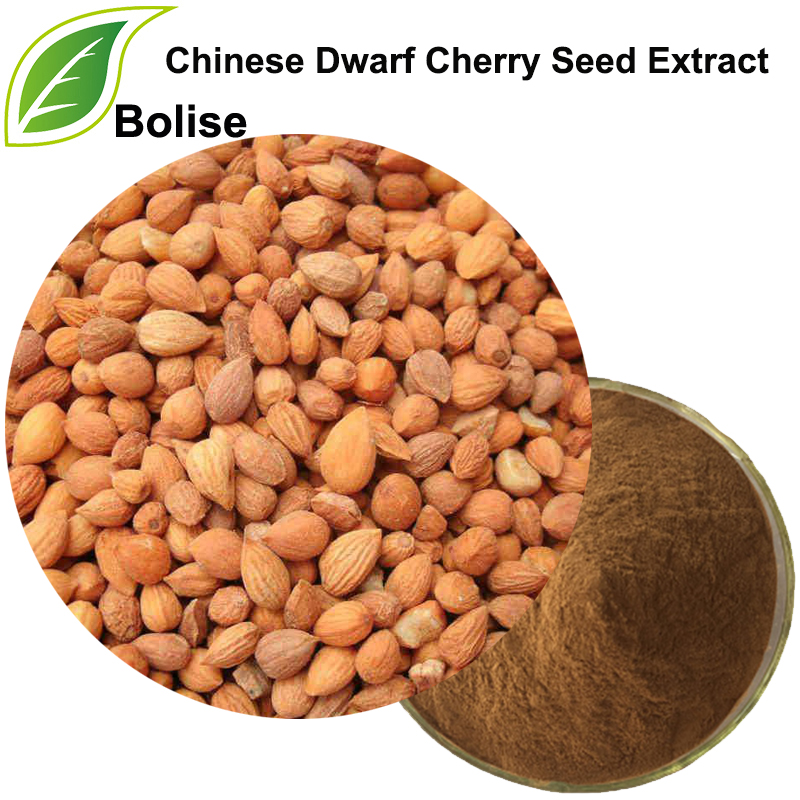 Kinesisk ekstrakt av dvergkirsebærfrø (Semen Pruni-ekstrakt)