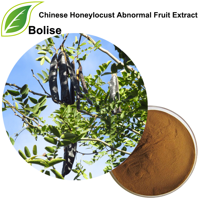 Çin Honeylocust Anormal Meyve Özü