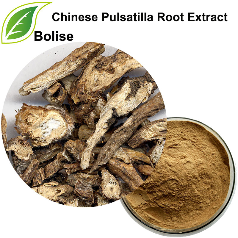 Chinese Pulsatilla Root Extract Chinese Pulsatilla Root Extract