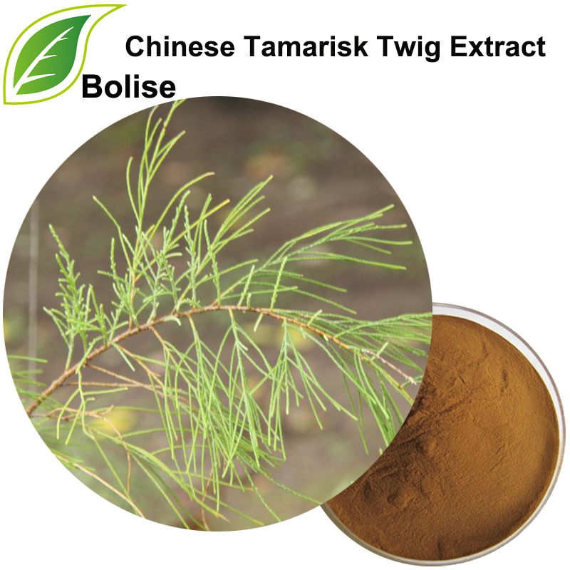 Chinese Tamarisk Twig Extract (Cacumen Tamaricis Extract)