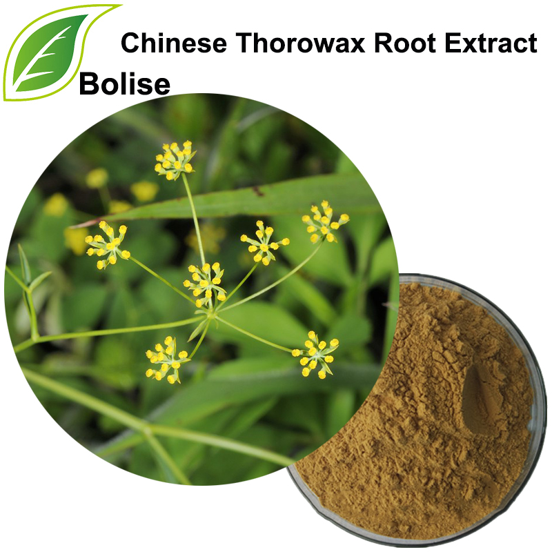 Chinese Thorowax wortel uittreksel (Radix Bupleuri uittreksel)