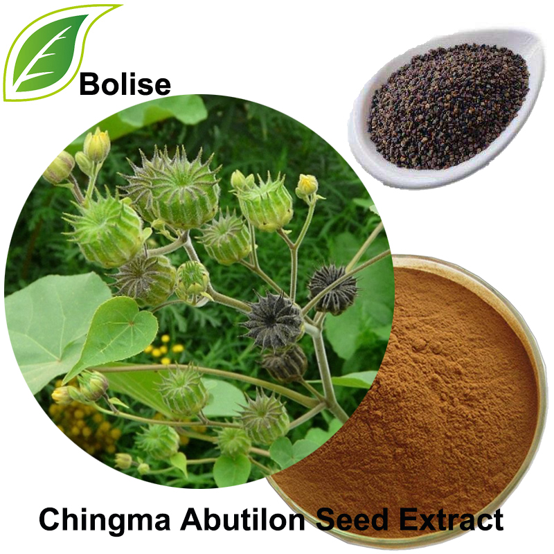 Chiết xuất hạt Chingma Abutilon (Chiết xuất hạt Semen Abutili)