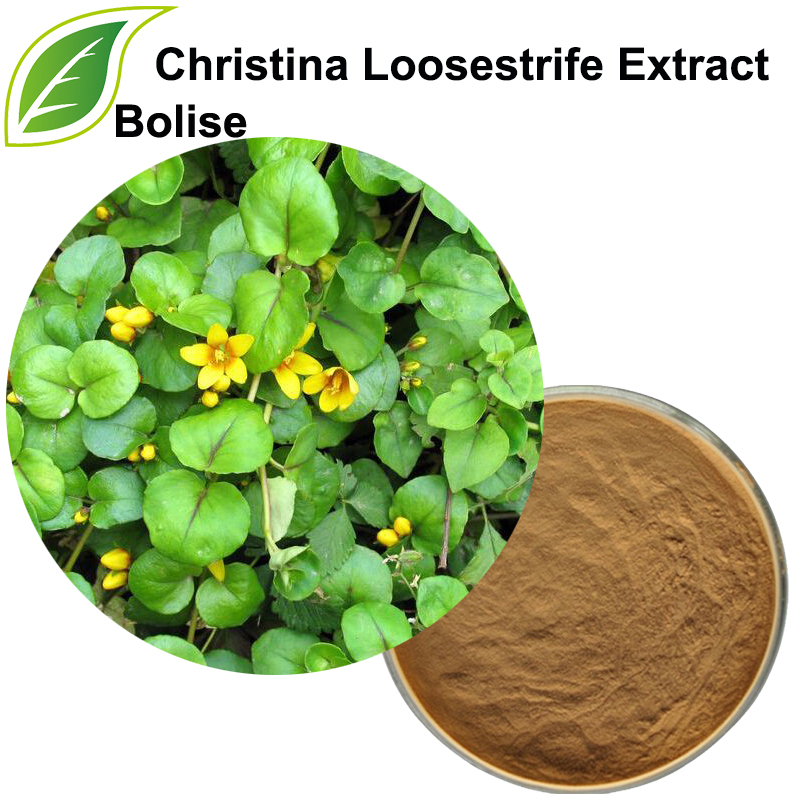 Extrakt Christina Loosestrife (extrakt z Herba Lysimachiae)
