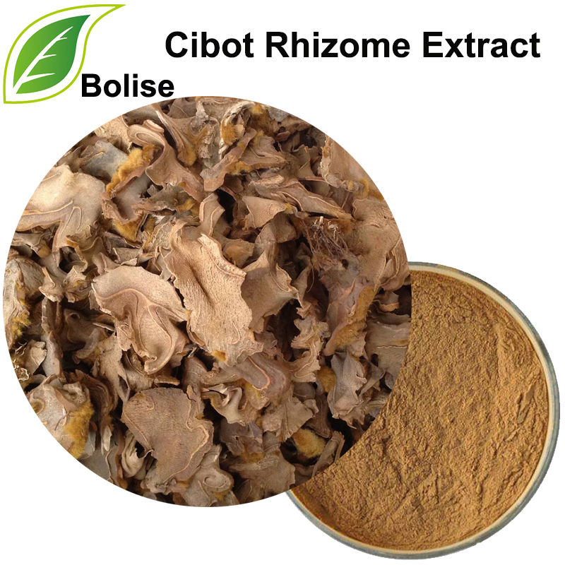 Soosaarida Cibot Rhizome (Soosaarida Rhizoma Cibotll)