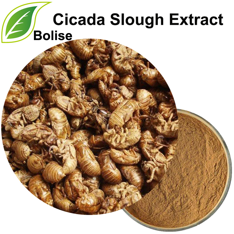 Cicada Sloughi ekstrakt (Periostracum Cicadae ekstrakt)
