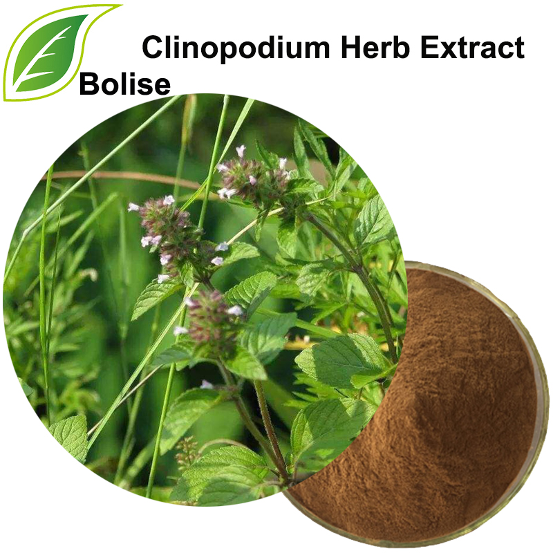 Extracto de hierba de Clinopodium (Extracto de Herba Clnopodii)