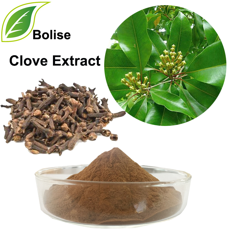Clove Extract (Flos Caryophylli Extract)