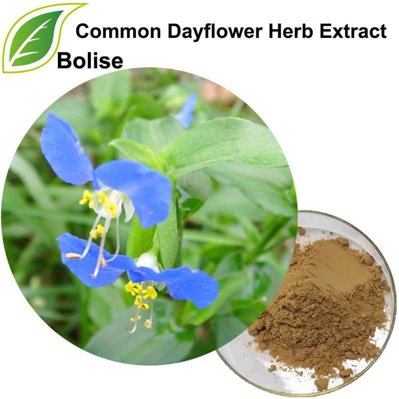 Soosaarida Caleenta Dayflower-ka (Soo-saarista Herba Commelinae)