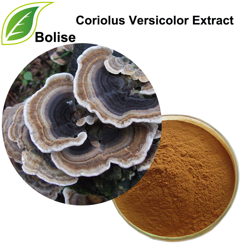 Coriolus Versicolor ekstrakt