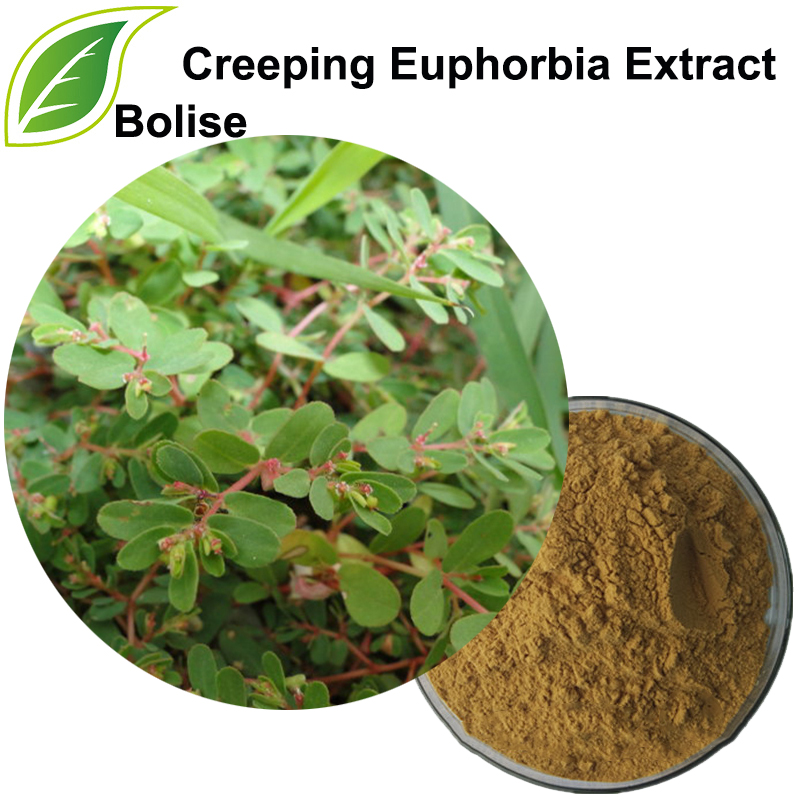 Krypande Euphorbia-extrakt (Herba Euphorbiae Humifusae-extrakt)