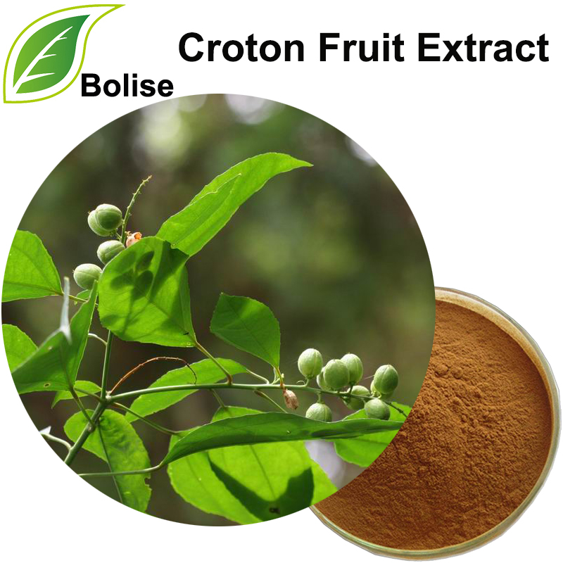 Extrait de fruit de Croton (extrait de Fructus Crotonis)