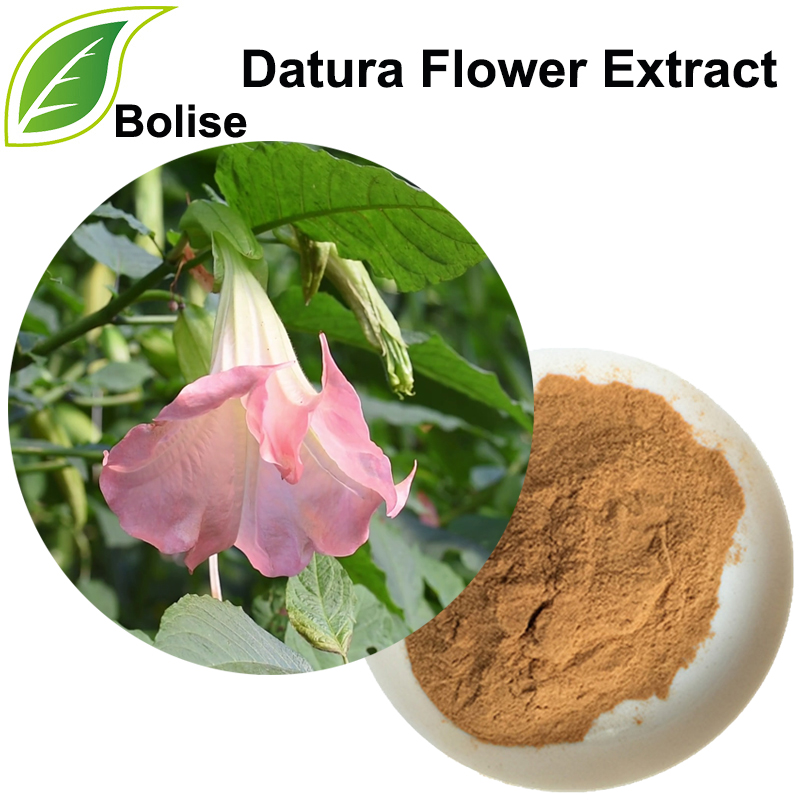 Datura-blomme-uittreksel (Flos Daturae-uittreksel)