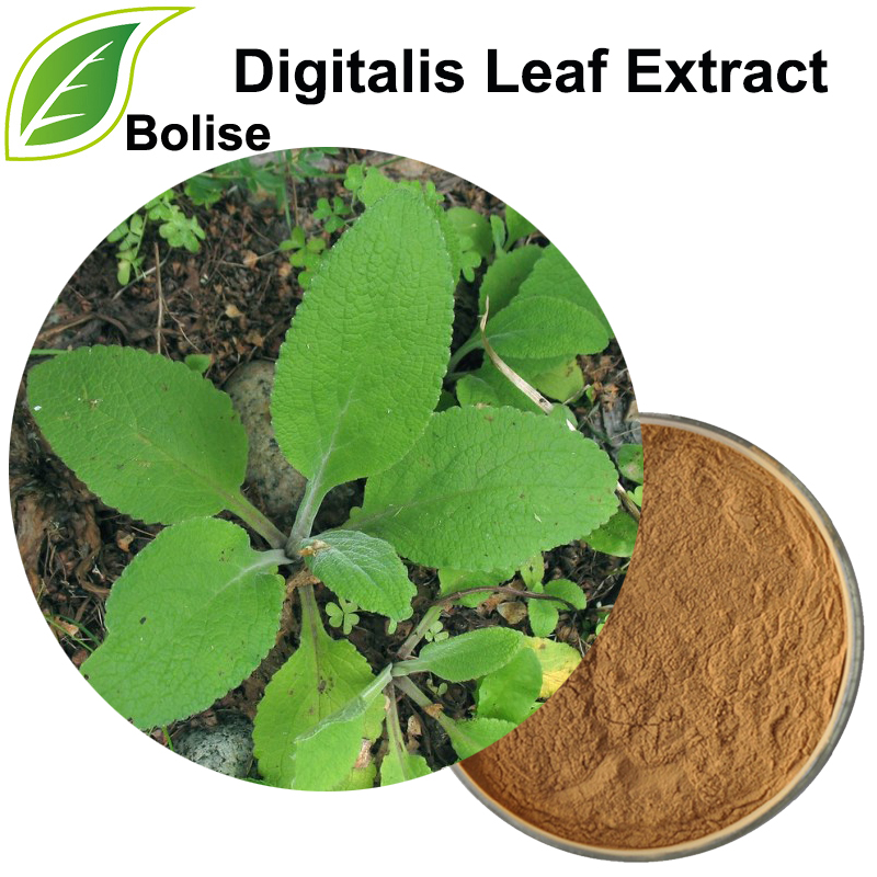 Digitalis Leaf Extract (Folium Digitalis Extract)