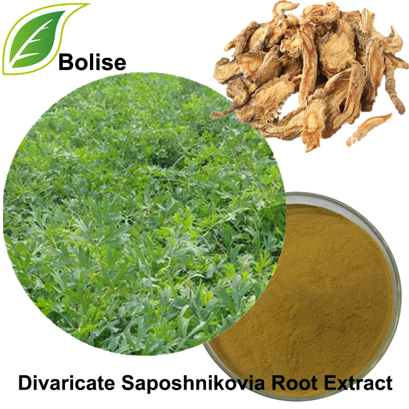 Banatu Saposhnikoviako Erro Extract (Radix Saposhinkoviae Extract)
