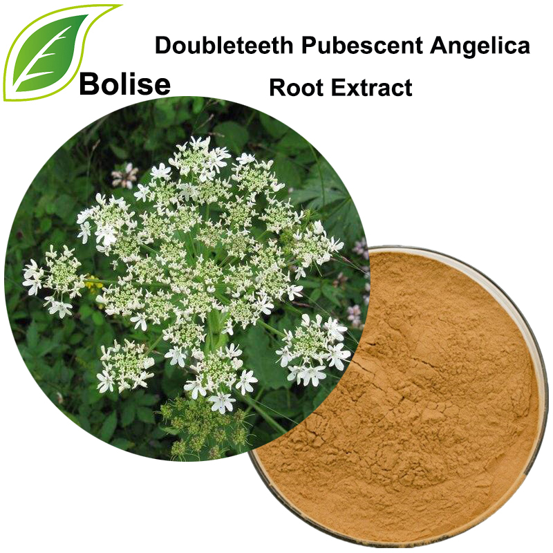 Doubleteeth Pubescent Angelica Root Extract (Radix Angelicae Pubescentis Extract)