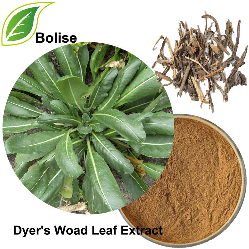 Dyer's Woad Leaf Extract (Folium Isatidis Ekstresi)